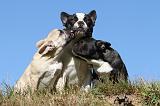 BOULEDOGUE FRANCAIS 517